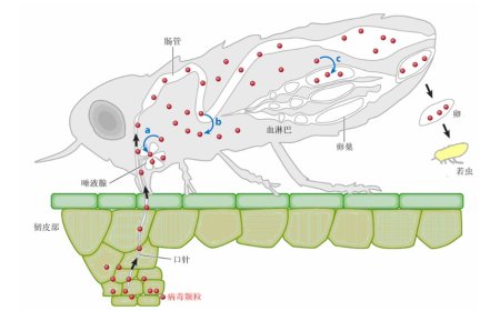 病毒为何选择定制的昆虫便车?科学家尝试“乱点鸳鸯谱”有了新发现