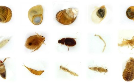 中国科学院成功研发出底栖动物智能识别系统：准确率达 90% 以上，全程高度自动化