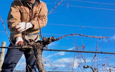 留学去新西兰干体力活，治好年轻人的工作内耗