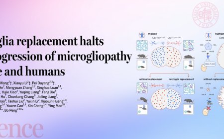 全球首次：复旦小胶质细胞替换治疗取得突破，成功阻断致命脑疾病进展
