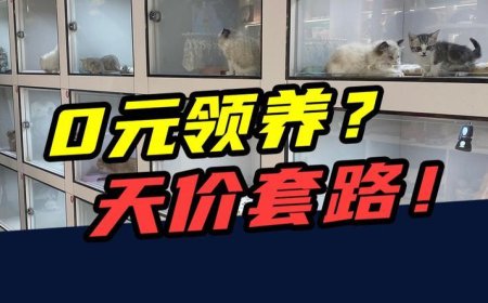 0元领养蓝猫，2年花掉12000元？