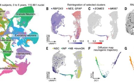 一场持续百年的脑科学争论，终于迎来最有力答案