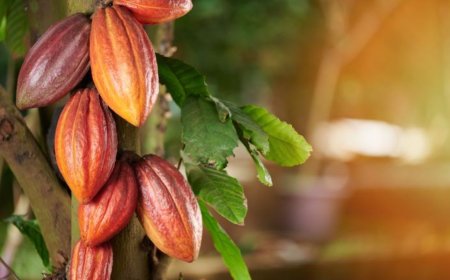 气候波动冲击西非可可产量