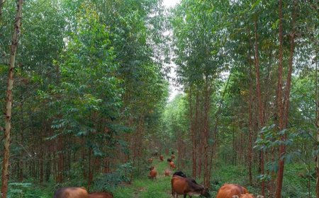 “疯狂”的夏至菇