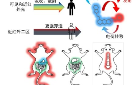 中国科学院研发新型荧光探针分子，可让骨骼“发光”