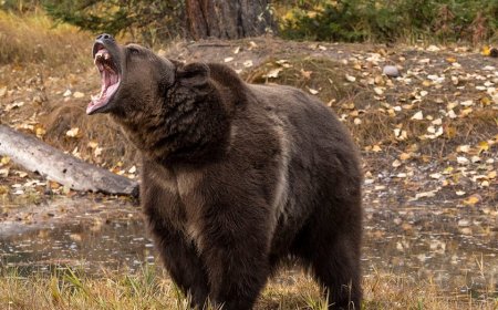 Woman saves husband's life with bear spray during grizzly attack in wilderness