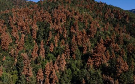 森林退化阻碍欧洲气候目标