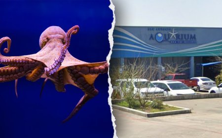 Octopus latches onto 6-year-old boy, refusing to release, mother says, showing footage of the child's injuries