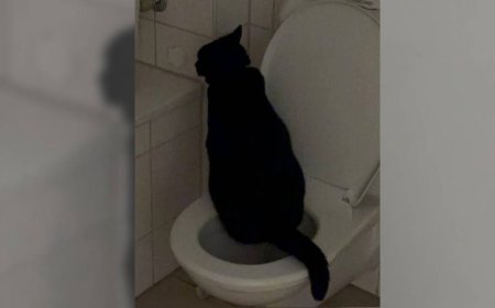 馬桶多年懸案兇手竟是牠！飼主傻眼：不會沖水也學人用廁所