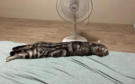 美短睡覺變「直挺挺海參」　超長一條趴床上還記得收手手