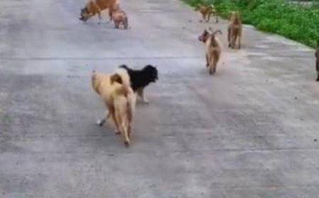 工作無法養狗！OL送哈士奇回老家　1年後嚇傻：多出160隻幼犬