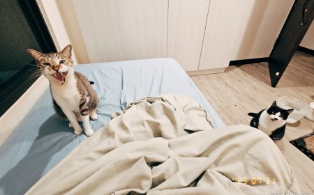 奴才半夜被揍醒！　2貓要她「把打雷關掉」還刺半甲施壓