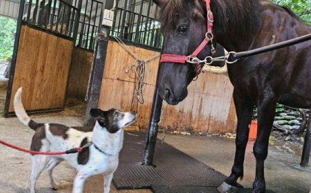老犬離世獨留愛馬情緒低落　他領養乳牛犬「立刻變麻吉」像老朋友