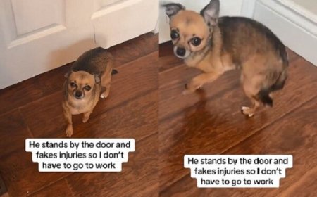 吉娃娃「假裝掰咖」阻止媽上斑　飛機耳狂抖聽見要玩秒正常