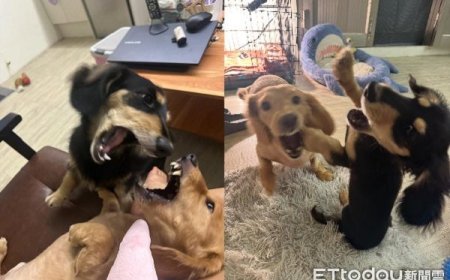 臘腸兄弟每天必吵　家裡變「侏儸紀世界」齜牙激情互嗆