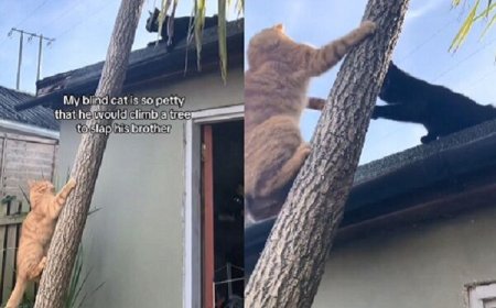 盲眼橘貓超好戰　看不見仍「爬樹挑釁」只為搧兄弟巴掌