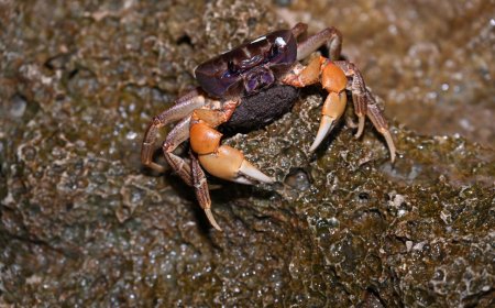 避免路殺悲劇重演　墾管處封路9夜守護陸蟹生命延續