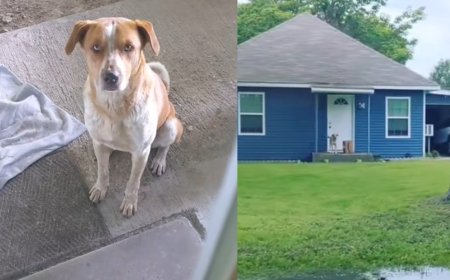 流浪犬天天守家門口等下班　女心軟決定收編「牠竟帶貓朋友蹭住」