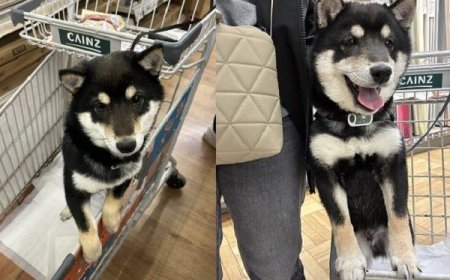 黑柴搭購物車臭臉　聽見稱讚立刻「變嘻嘻」笑容超燦爛