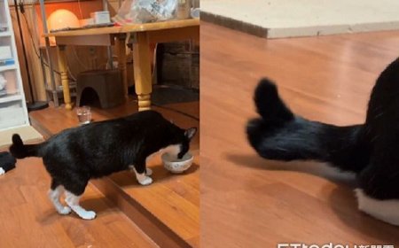 賓士貓大嗑罐罐ing　好吃到「尾巴比讚」魔性上下搖擺