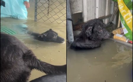 台南「黃媽媽狗園」淹成汪洋！狗狗泡水狂顫抖　畫面讓人超心疼