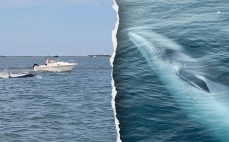 Boat collision with whale sends passenger overboard, kills 20-foot marine mammal
