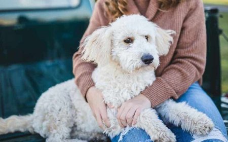 Would you date your pet? 1 in 3 say yes to AI version