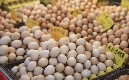 产能去化能力偏弱致蛋价“旺季不旺”，分析师：短期仍存在下行可能