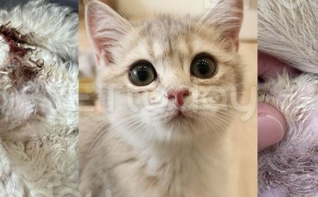 獨／破百萬品種貓送結紮竟1死！5隻傷口裂開　貓舍怒控動物醫院