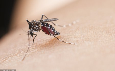 屈公病「台灣無疫苗、專治藥物」　胸腔醫急籲3招滅蚊防範