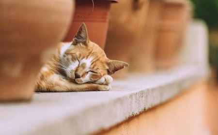 橘貓被遺棄仍守原地6年　暖心女援救