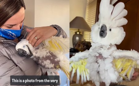 脫毛鳳頭鸚鵡被丟掉　趴新媽媽懷裡變成「搞笑大師」