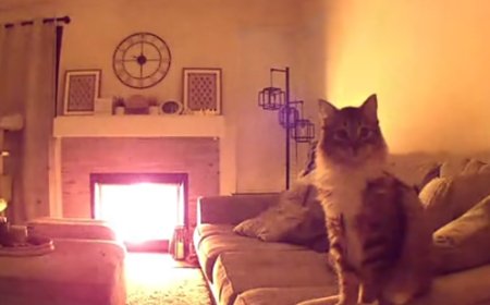 主人外出突收到通知　發現「愛貓用監視器求救」：家中失火了