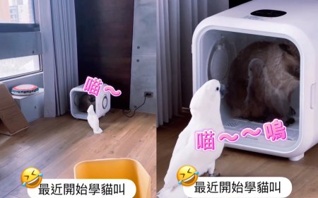 貓咪烘乾中鸚鵡探監「喵喵叫」　網驚呼：分不出真假！