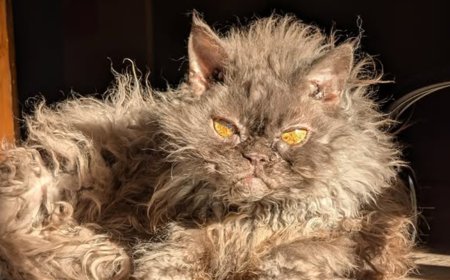 扁平鼻+特異大眼睛　女大生被「ET貓」1動作圈粉秒決定當鏟屎官