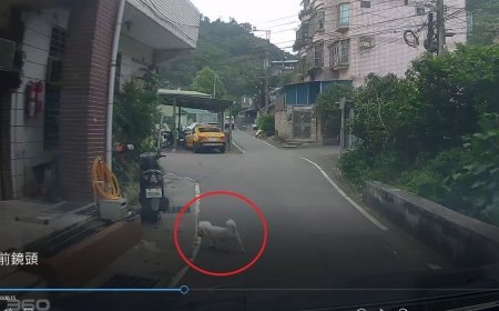 汐止小白狗自己出門上廁所遭輾斃　飼主、駕駛各罰15000元