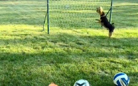 短腿汪愛玩足球　擔任「毛毛守門員」飛撲攔截功力一流