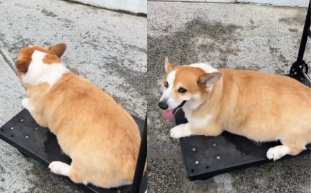 天雨路滑27公斤柯基突掰咖　平板推車運送爸調侃「運豬車」