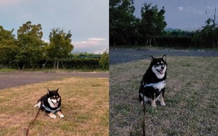 就是不走！黑柴趴地與奴才「拉鋸到天黑」　結果只動上半身