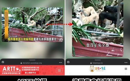 假公益！動保團體控盜用影片引網友同情　飼料網購平台回應了