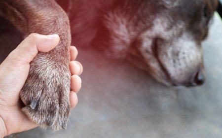 目睹人狗出車禍　好心男幫送醫卻收600元罰單！結局逆轉免罰