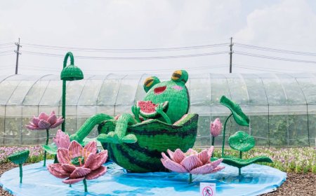 桃園蓮花季「遊客攀爬裝置拍照」　農業局：會加強告示