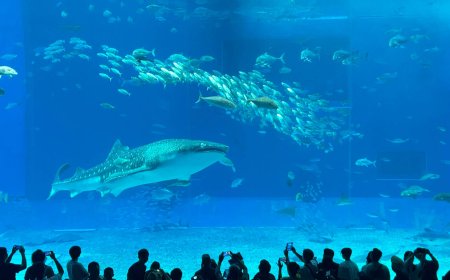 沖繩二日遊懶人行程表！朝聖水族箱咖啡廳巨大鯨鯊悠游身旁　