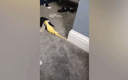 Parrot helps law enforcement uncover drug trafficking ring, leading to major bust