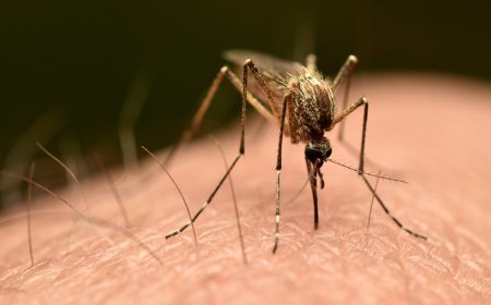 Could chikungunya virus spread to US? Here's what Americans should know