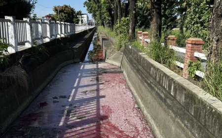 高雄圳溝變紅色！死魚漂浮狂飄腐臭味　血流成河超噁畫面曝