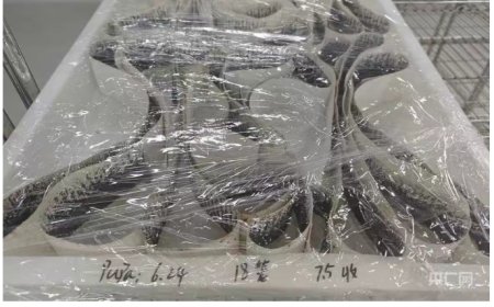 以蚊治蚊：广州释放“绝育雄蚊”对抗基孔肯雅热，周产 500 万只