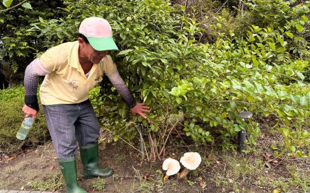 豪雨催生山苦瓜霸佔中央圓環　台南水道博物館雨後生態驚喜現身