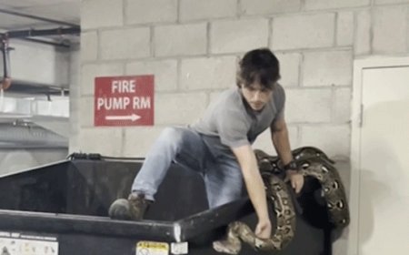 Reptile hunter climbs into apartment building dumpster to remove 16-foot python in Los Angeles