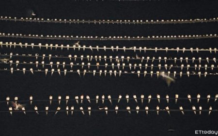 密集恐懼慎入！上萬燕子停滿旗山老街電線　居民：沒看過那麼多